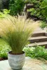 5 pezzi di delicata erba piuma Stipa tenuissima Ponytails Anteprima dell’immagine prodotto 1
