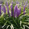 A close-up view of several purple Liriope muscari flowers with green foliage. Produktbild-Vorschau