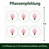 Stauden Gänge 1 x Imperata cylindrica 'Red Baron' im 1 Produktbild-Vorschau 9