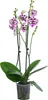 Dehner Schmetterlingsorchidee Signature Speechless Produktbild-Vorschau 1