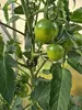 Pflanzenclips für Tomaten Paprika Gurken Rankhilfe ⌀ 22 mm Produktbild-Vorschau 6