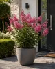 Lagerstroemia indica "With Love Eternal®", 40 cm – Indický Náhľad obrázku produktu 1