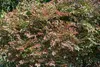 Nandina domestica, Himmelsbambus, 60–80 cm, immergrün Produktbild-Vorschau 2