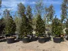 Sunny Tree - Magnolia Grandiflora „Gallisoniensis” - 240 cm Podgląd zdjęcia produktu 4