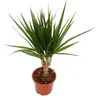Drachenbaum - Dracaena marginata - 1 Pflanze - Produktbild-Vorschau 2