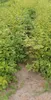 Hainbuche/ Hainbuchenhecke/ Buche/ Weißbuche (Carpinus Produktbild-Vorschau 3