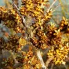 Olivello Spinoso Hikul Maschio 2L Anteprima dell’immagine prodotto 4