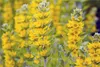 Gewöhnlicher Gilbweiderich - Lysimachia vulgaris -  Produktbild-Vorschau 1