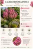 Lagerstroemia indica Rosea Nova, 40–60 cm – Roze Productafbeelding-voorbeeld 2