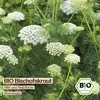Samenliebe  Bischofskraut Samen | Wildblume - samenfestes  Produktbild-Vorschau 4