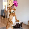 Giocattolo per cani Nobby in lattice di maiale 20 cm Anteprima dell’immagine prodotto 2