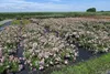 100x Rosa The Fairy Märchenhaft reich blühende Bodendecker Produktbild-Vorschau 5