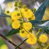 Bakker.com - Mimose der vier Jahreszeiten, Der topf / Ø 9cm Produktbild-Vorschau 3