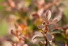 A close-up of a plant with reddish-brown leaves. Produktbild-Vorschau