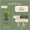 Planten van Frank | Buchsbaum (Buxus) | Buxus | Heempjes | Productafbeelding-voorbeeld 4