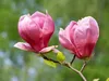 BIOPON Dünger für Magnolien 1kg Produktbild-Vorschau 4