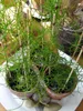 Kletterzwiebel (Bowiea volubilis)  - 5 Samen Produktbild-Vorschau 5