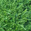 6 x zimolez  - Lonicera nitida 'Hohenheimer Findling'  | Náhľad obrázku produktu 1