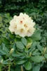 Rhododendron yakushimanum 'Flava', gelb, 40–50 cm Produktbild-Vorschau 9