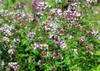 SAFLAX  - Origan - 600 graines - Origanum Voir les images du produit 7