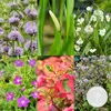 Bloomique - Zestaw 6 - Pachnące rośliny do oczek wodnych - Podgląd zdjęcia produktu 2