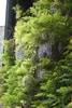 Wisteria floribunda, glicynia japońska, 60-100 cm Podgląd zdjęcia produktu 5