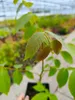 Noyer (Juglans regia), hauteur 40 cm, pot de 3 litres Voir les images du produit 4