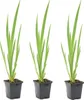 3er Set - Iris Pseudacorus - Heimische Sumpf-Schwertlilie - Produktbild-Vorschau 1