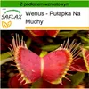 SAFLAX - Wenus - Pułapka Na Muchy - 10 Nasiona - Z podłożem Podgląd zdjęcia produktu 9