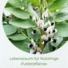 Samenshop24® Ackerbohnen Pferdebohnen Vicia faba, Inhalt: Produktbild-Vorschau 2