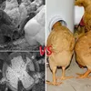 4 pièces distributeur automatique d'aliments pour poulets Voir les images du produit 8