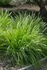 Sesleria autumnalis, Herbst-Kopfgras, ca. 9x9 cm Topf, Produktbild-Vorschau 3