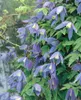 Clematis alpina, Alpen-Waldrebe, blau, 40–60 cm Produktbild-Vorschau 3
