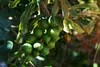 PURE CHEMICAL | olio di macadamia | olio naturale | noci di Anteprima dell’immagine prodotto 4