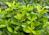 Stauden Gänge 1 x Prunus laurocerasus 'Novita' - Produktbild-Vorschau 2