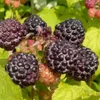 Black Moon schwarze Sommerhimbeere Produktbild-Vorschau 1