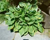 Hosta x fortunei 'Stenantha', Funkie, grün, ca. 11x11 cm Produktbild-Vorschau 10