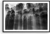 Gerahmtes Poster - Schwarzer Rahmen - Bäume drinnen Nebel - Produktbild-Vorschau 1