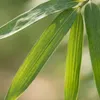 Bloomique - Lot de 2 - Fargesia Nitida Gansu - Plante Voir les images du produit 3