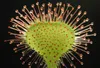 SAFLAX  - Rosolida - 50 semi - Drosera Anteprima dell’immagine prodotto 5