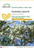 SAFLAX - Australský čajovník - Melaleuca alternifolia - 400 Náhled obrázku produktu 1