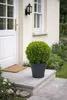 Buchsbaumkugel Ø 35 cm – Immergrün Buxus sempervirens Produktbild-Vorschau 3