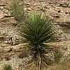Yucca Torreyi Samen - 5er Pack - Winterhart bis -15°C - Produktbild-Vorschau 6