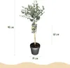 Eukalyptus Eucalyptus gunnii Azura  – 19 cm – výška cca 90 Náhľad obrázku produktu 3