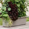 Plastia Berberis Trio selbstbewässernde Pflanzgefäße - Produktbild-Vorschau 11