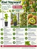 Kiwi ‘Hayward’ 50–70 cm – weibliche Actinidia deliciosa – Produktbild-Vorschau 2