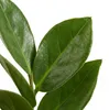 Bloomique - Zamioculcas Zamiifolia - Palma doniczkowa - Podgląd zdjęcia produktu 5