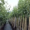 Williams Christbirne - 160-180cm, Halbstamm im 10L-Topf Produktbild-Vorschau 2