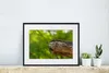 MuchoWow® MuchoWow® Gerahmtes Poster Eule - Baby - Baum Produktbild-Vorschau 6