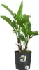 Pot Greensense Aqua Care Rond 43cm Grau Anthrazit - Elho Produktbild-Vorschau 6